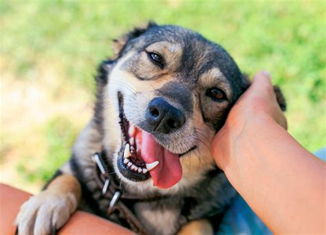 Happy Tailvani dog