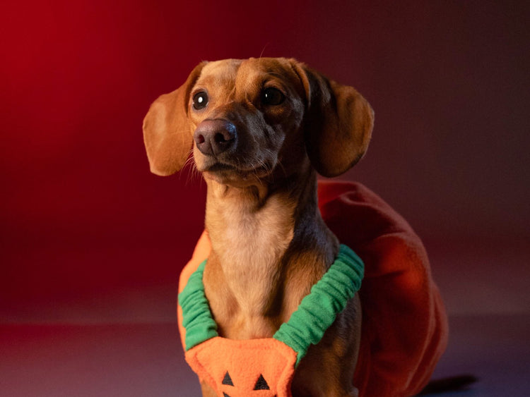 Dachshund in a pumpkin costume