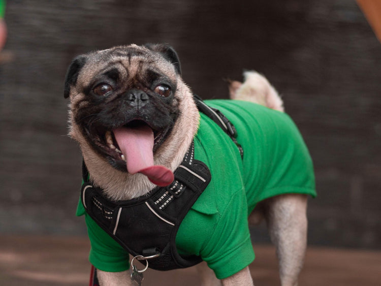 Pug in a green jacket