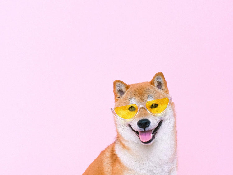 Ginger cat in round sunglasses