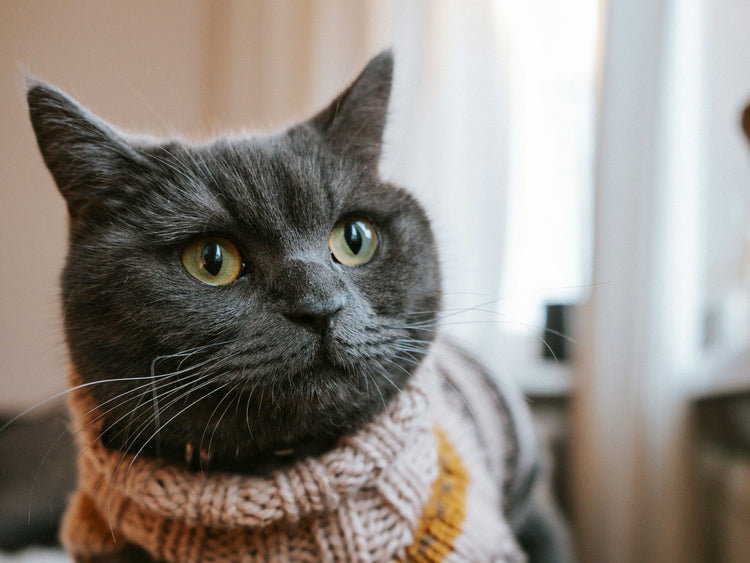 British shorthair cat in a knit sweater
