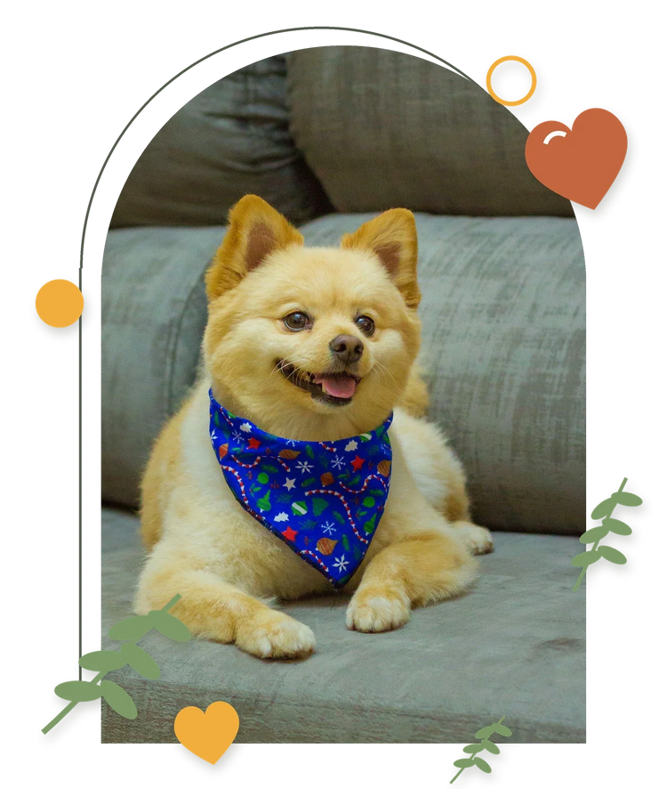 Pomeranian in a blue bandana