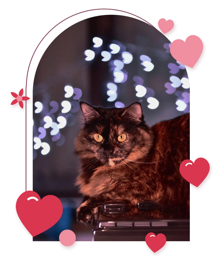 Tortoiseshell cat in front of heart-shaped lights