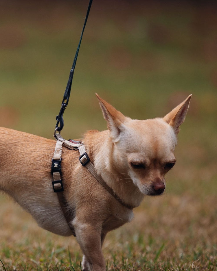 Chihuahua in a harness on a leash