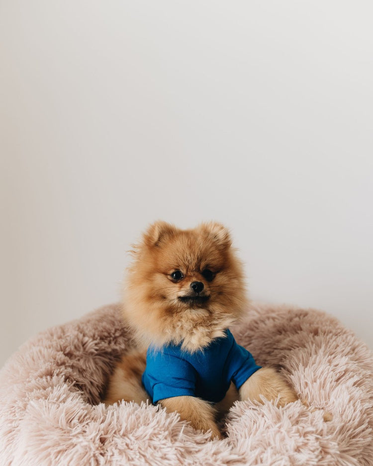 Pomeranian in a fluffy pet bed