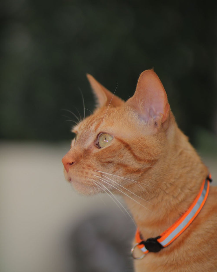 Ginger cat wearing an orange collar