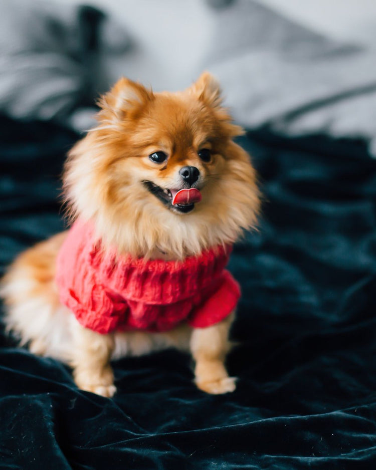 Pomeranian in a red knit sweater