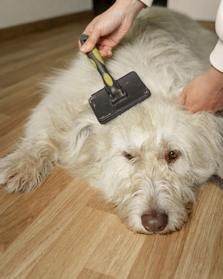 Fluffy dog being brushed