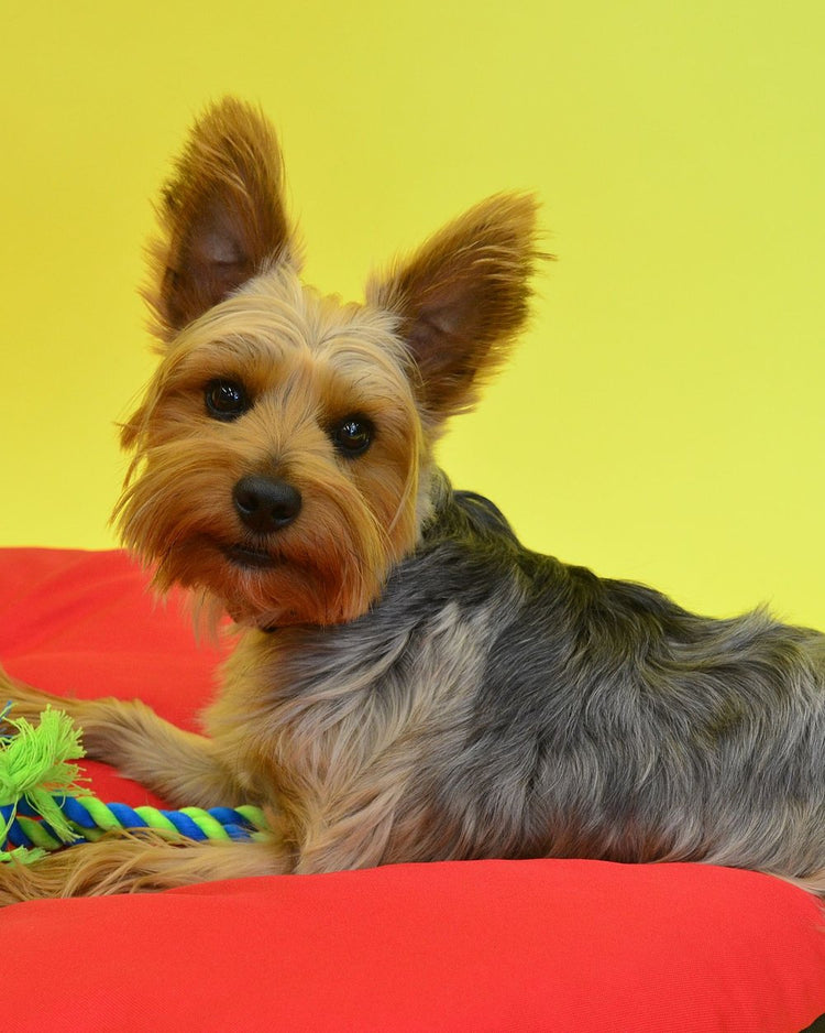 Yorkie with colourful toys