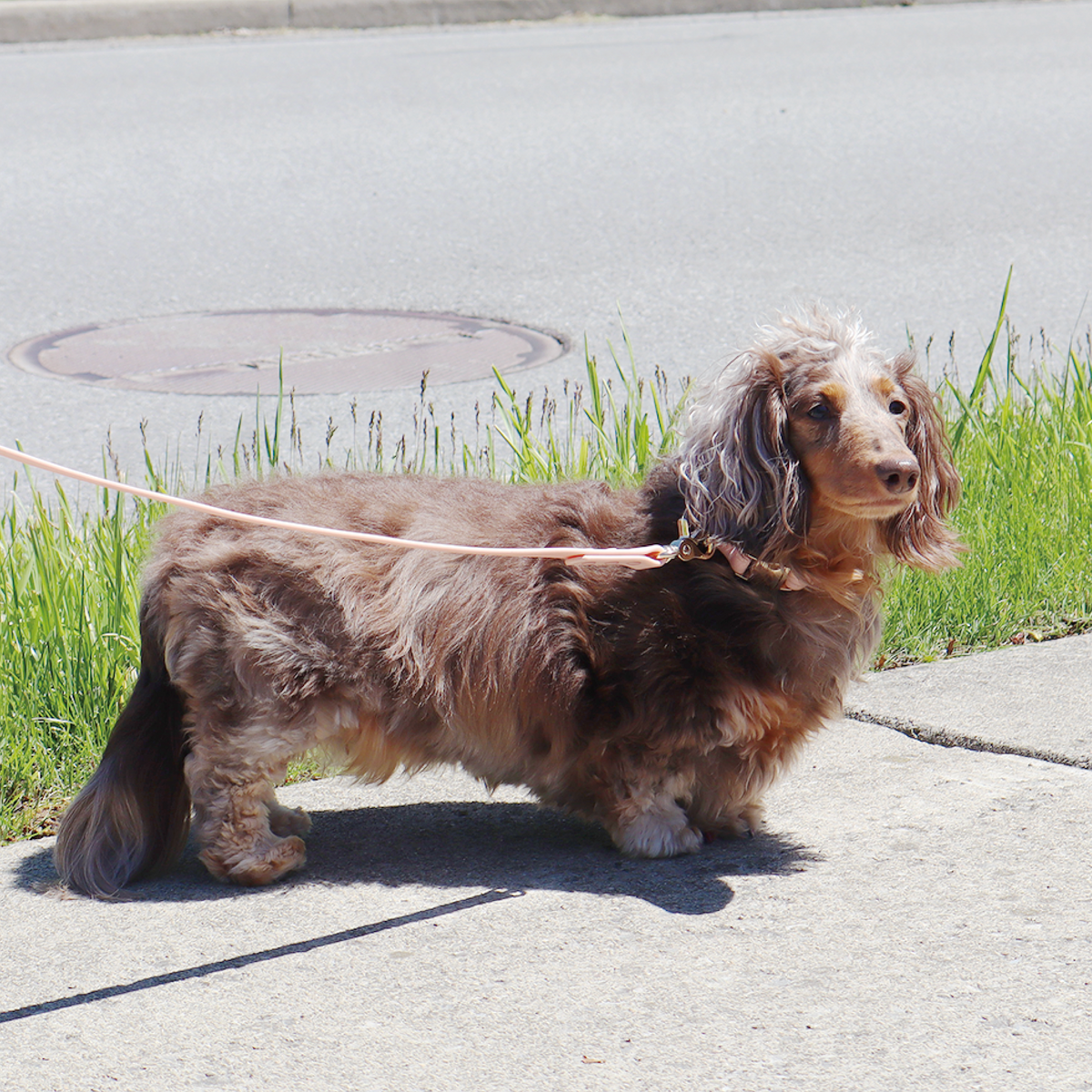Waterproof Leash — Navy