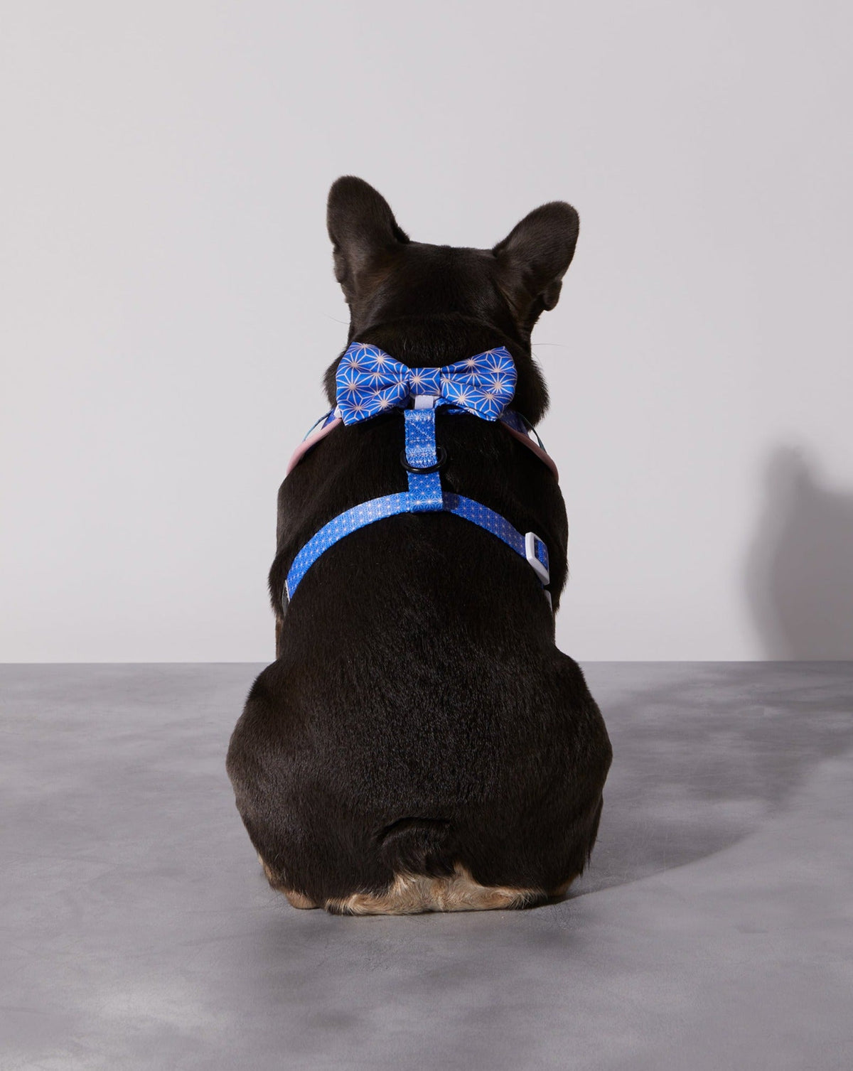 Asanoha Collar & Bow Tie