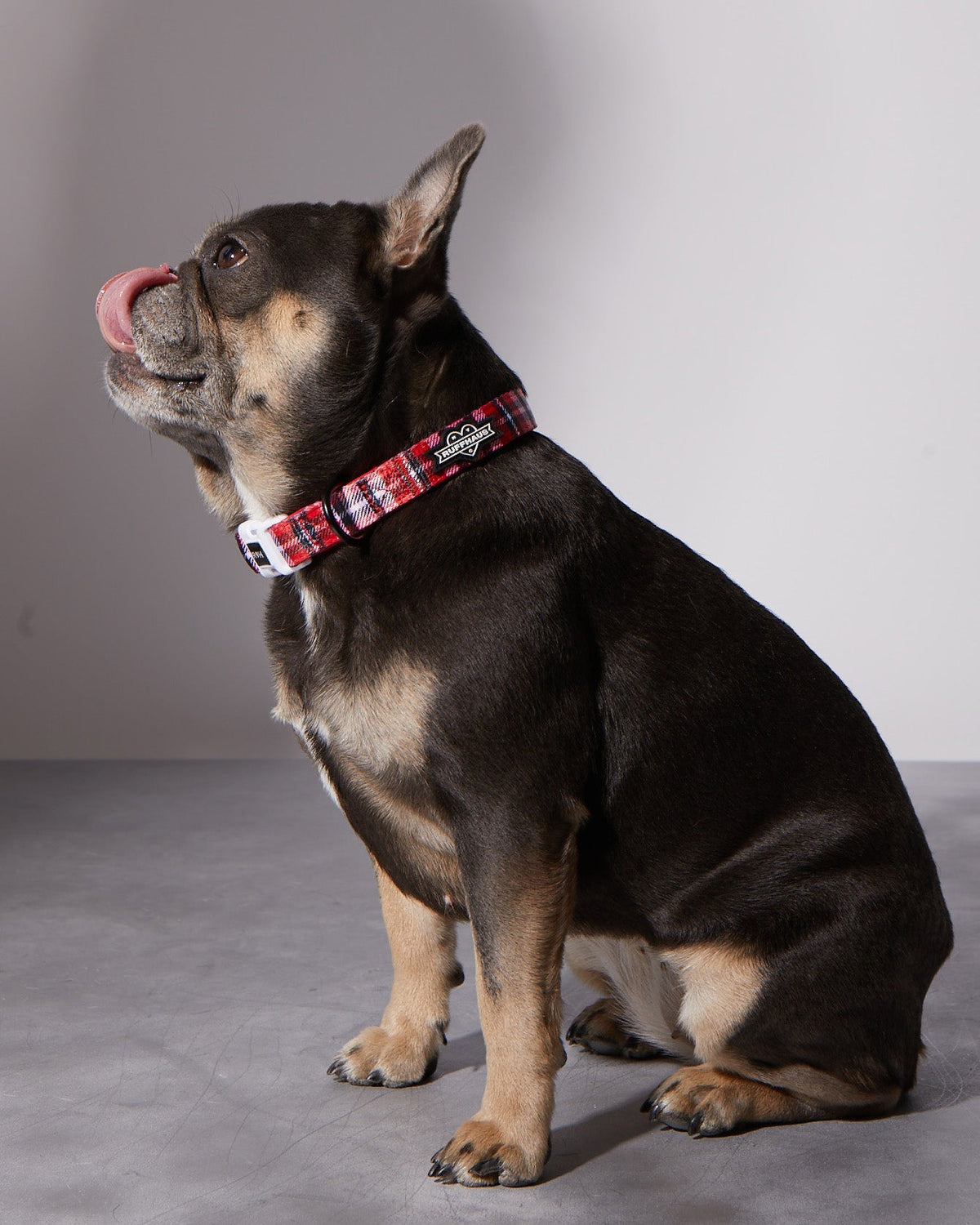 Puppy Love Plaid Collar & Bow Tie