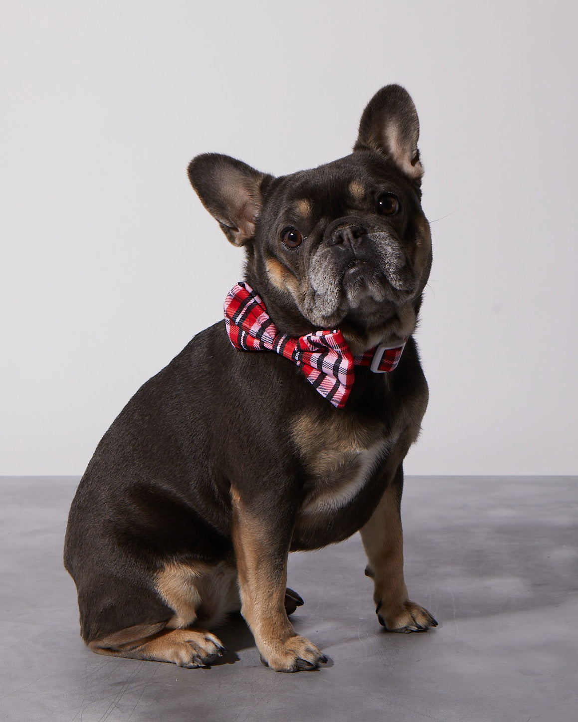 Puppy Love Plaid Collar & Bow Tie